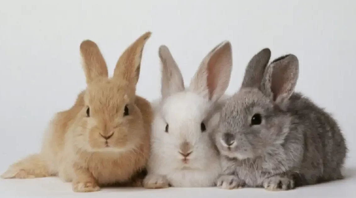 رایج‌ترین بیماری‌های خرگوش‌