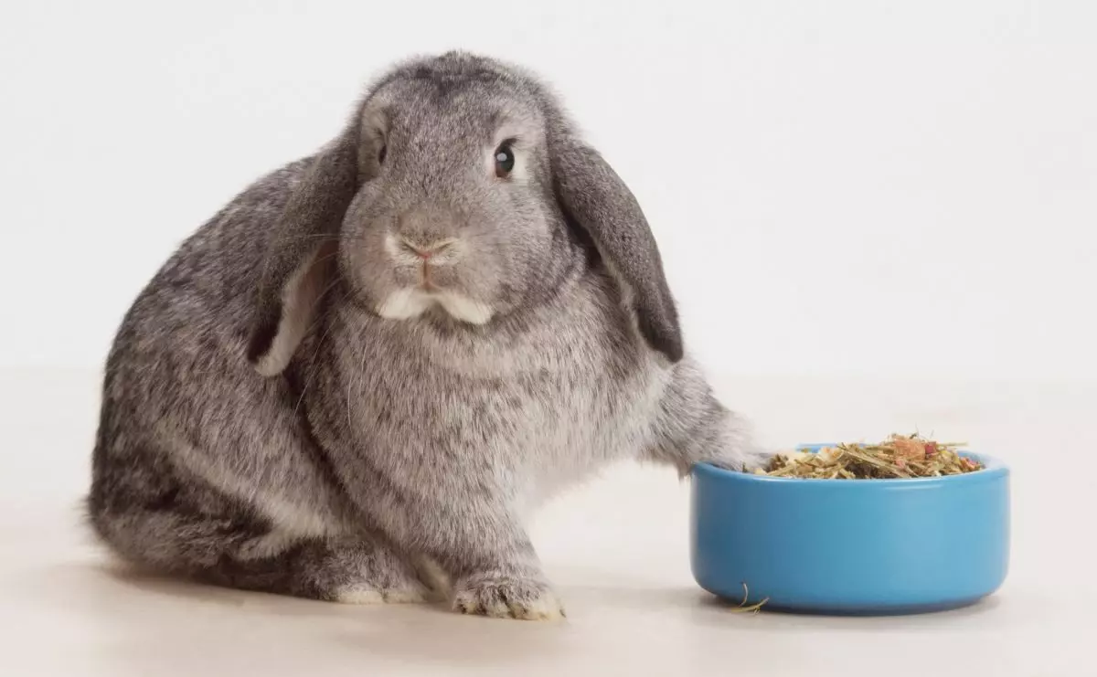 غذای خرگوش خانگی شما چیست
