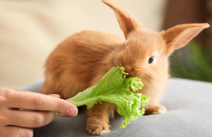 غذای خرگوش خانگی: غذاهای تر