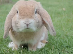 معرفی 10 نژاد خرگوش خانگی برای نگهداری