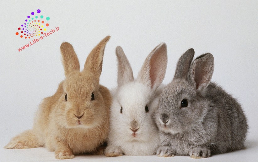 روش‌های آموزش دستشویی به خرگوش های خانگی