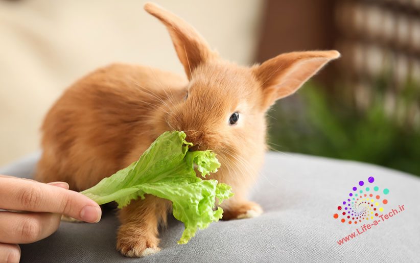 بهترین غذای تر برای خرگوش چیست؟