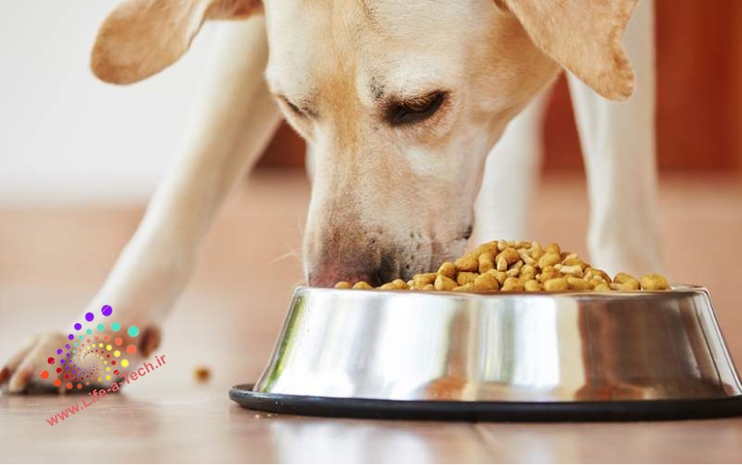 فواید استفاده از غذای خشک برای سگ های خانگی