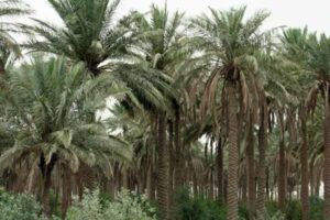 ماجرای بخشیده شدن فدک به حضرت زهرا چه بود؟