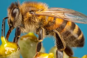 طراحی «زنبورهای سایبورگ» کنترل‌شونده در چین برای انجام عملیات‌های سری