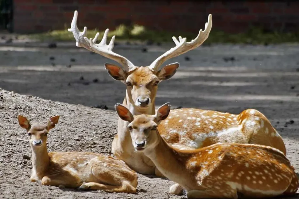 ماجرای ذبح گوزن زرد در عراق برای زائرین اربعین چیست؟