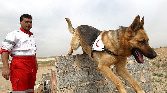 مرگ «تیدا» در 9 سالگی بر اثر کهولت سن