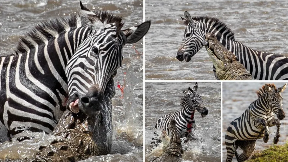 فرار گورخر از چنگال تمساح به بهای از دست دادن یک پا