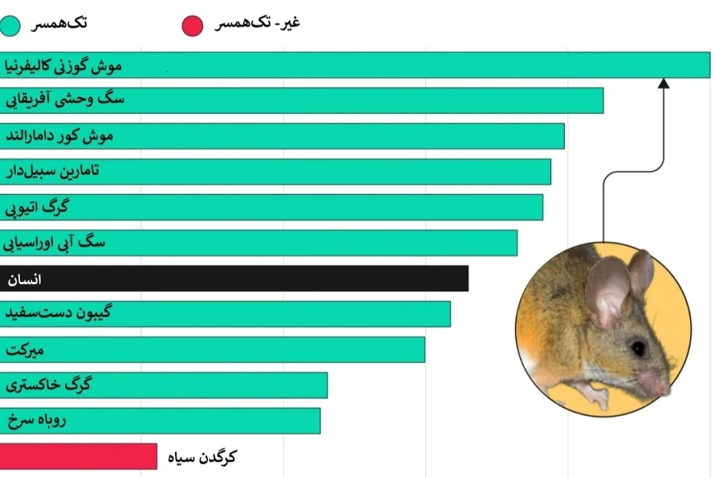 جایگاه انسان در میان گونه‌های تک‌همسر کجاست؟