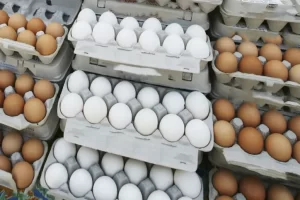 بحران عمیق در صنعت مرغداری؛ حلقه واسطه‌ها همچنان از کنترل خارج است