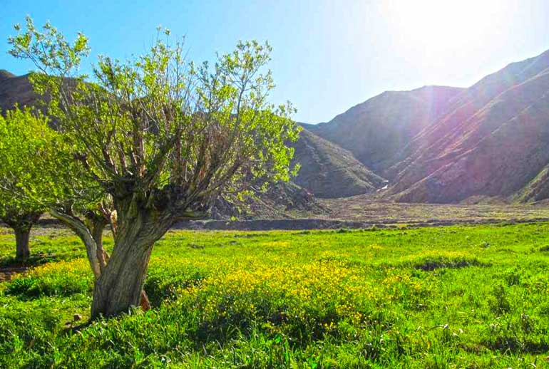 دشت هویج